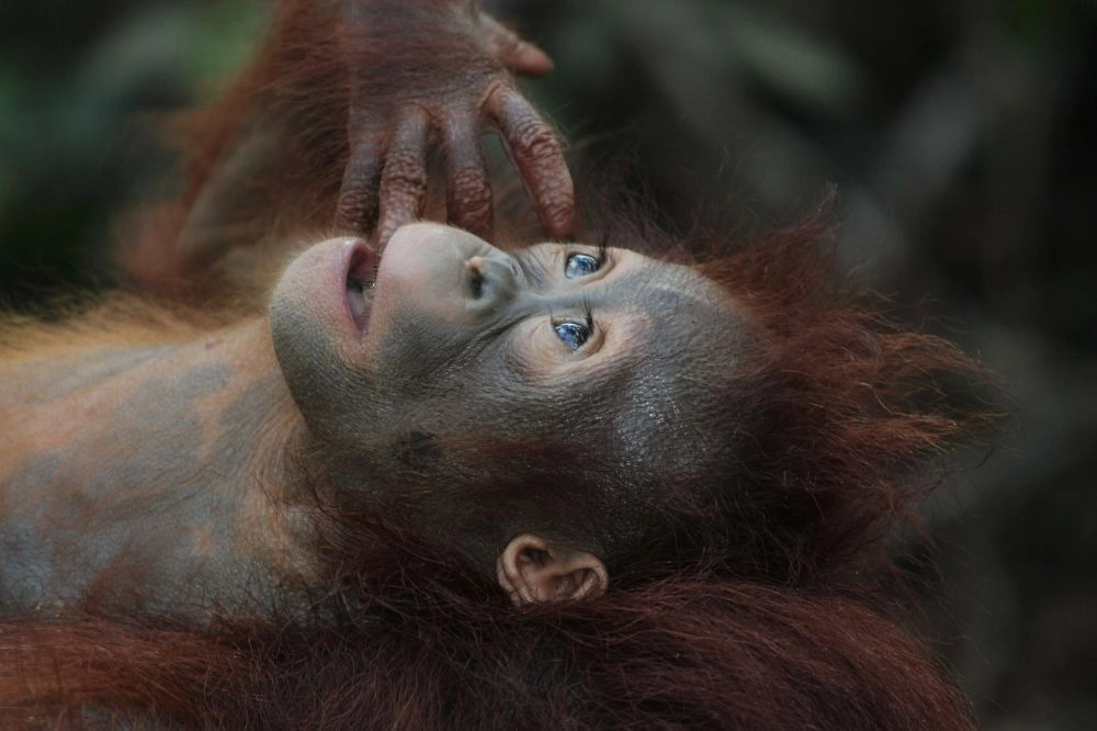 https://report.ferizy.com/uploads/news/berita/type_3_wildlife-3085394_1280_20250114140730.webp
